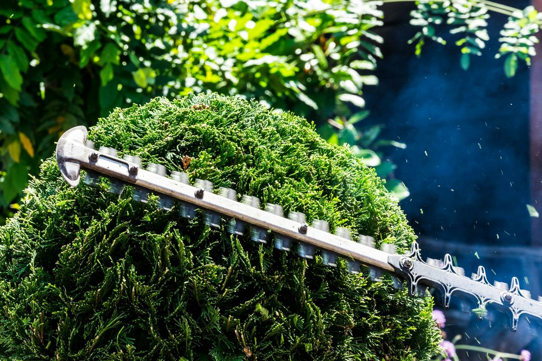 Heckenschere beim Schnitt einer Hecke
